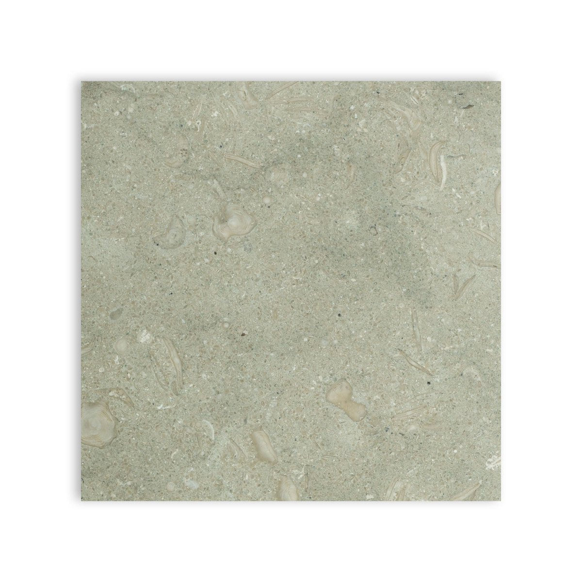 Seagrass Limestone 12x12 Honed Tile